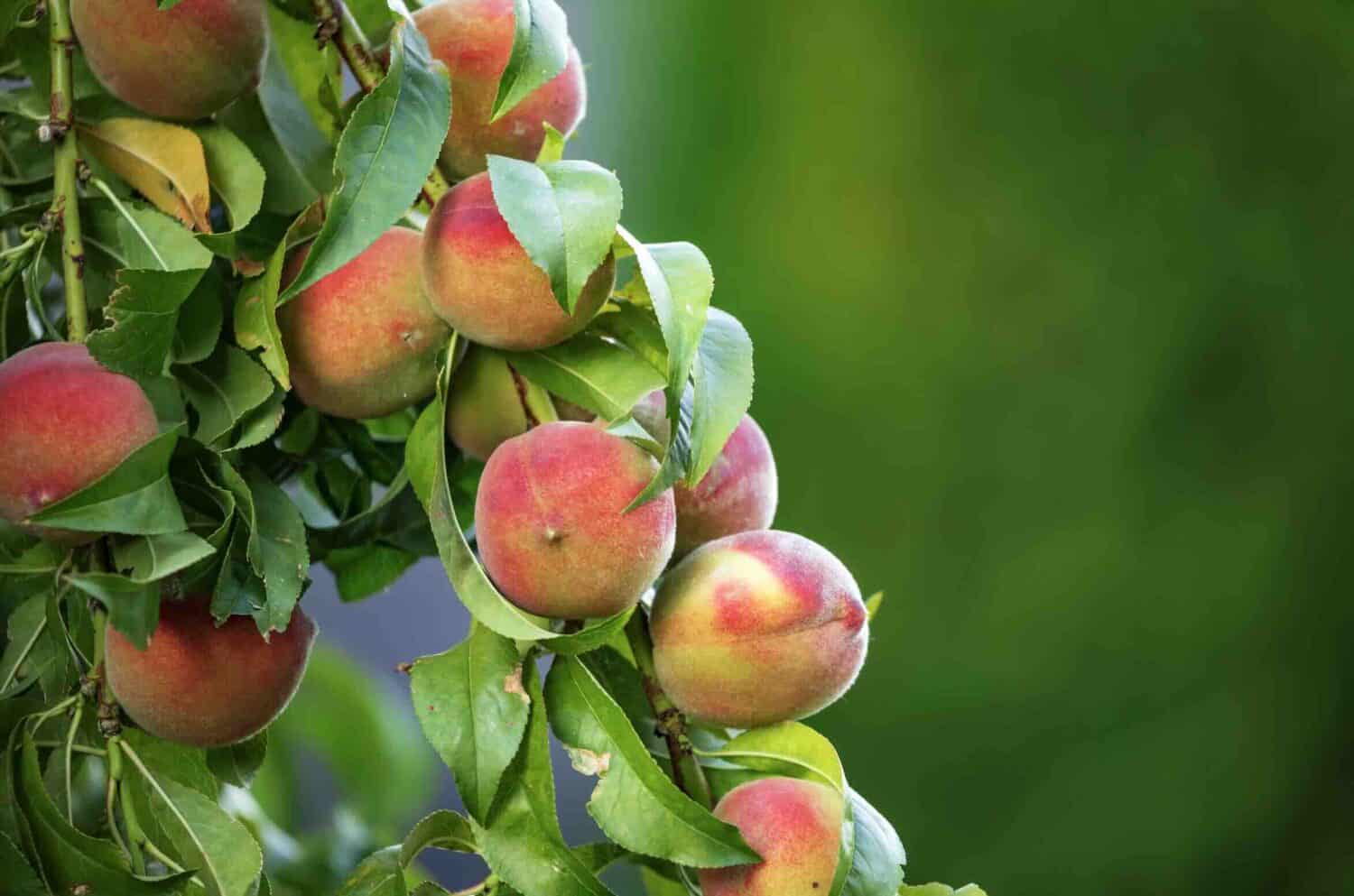 peaches on a branch of a fruit tree - a tree with great fruitfulness