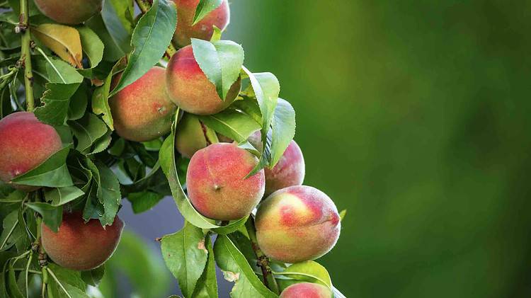 peaches on a branch of a fruit tree - a tree with great fruitfulness