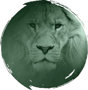 Green color overlay the face of a lion