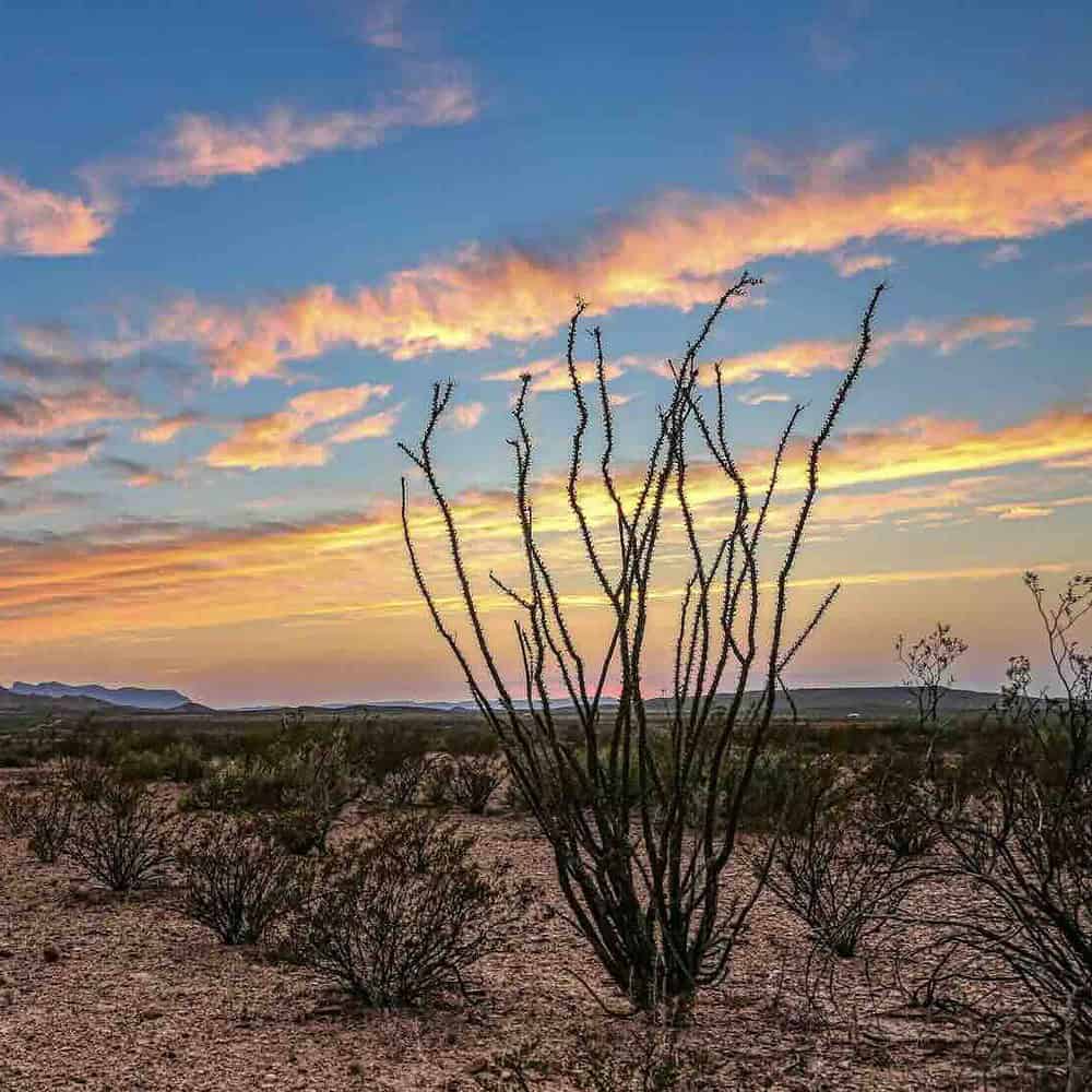 Texas desert at sunset